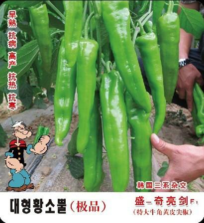 供应大果型黄皮尖椒的极品 盛-奇亮剑f1韩国三系杂交牛角椒种子
