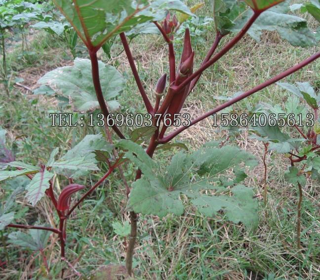 内江市盛-奇红秋葵原种有机黄秋葵种植技厂家