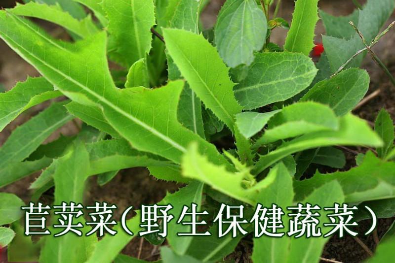 内江市野生苣荬菜的日光温室栽培厂家