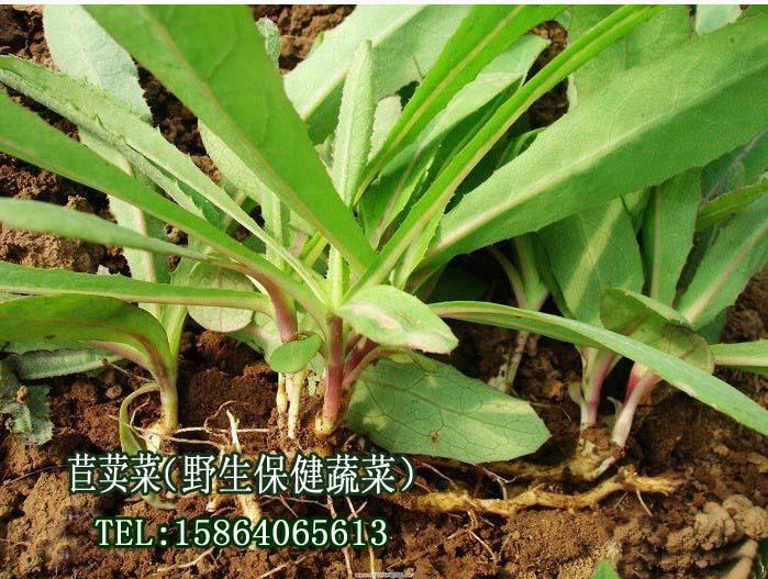 供应野生苣荬菜的日光温室栽培  特色保健蔬菜种子厂家批发