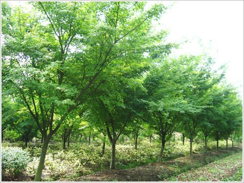 供应浙江绍兴鸡爪槭大量供应鸡爪槭苗圃鸡爪槭苗木基地