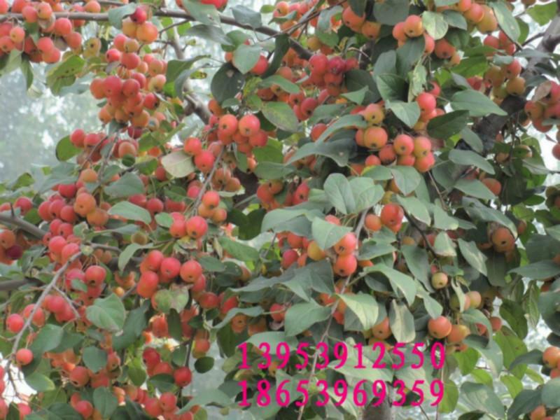 冬红海棠长寿果批发