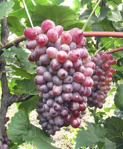 供应优质品种巨玫瑰葡萄苗易栽培吗