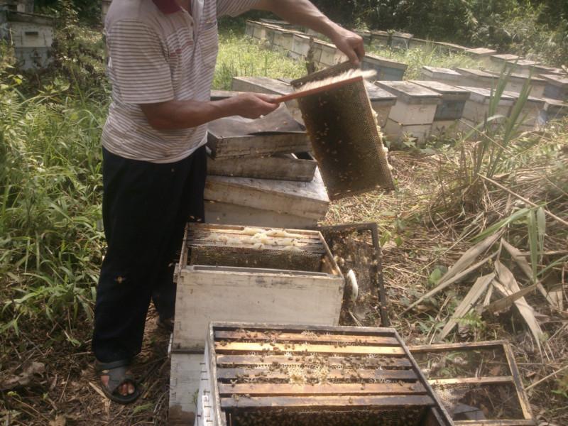 供应南宁哪里可以买到纯蜂蜜-南宁蜂蜜厂