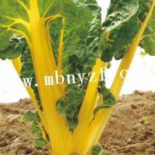 供应瑞士黄色甜菜种子图片