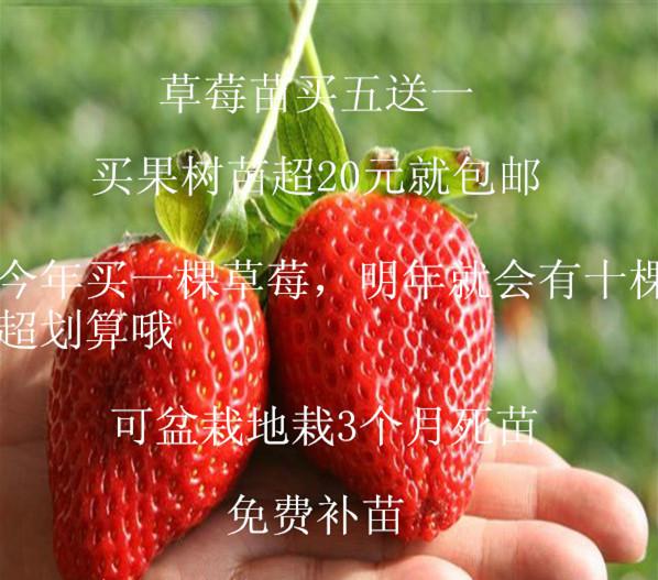 供应草莓苗/自己庭院种植草莓酸酸甜甜乐趣多/新品种草莓苗大量供应图片