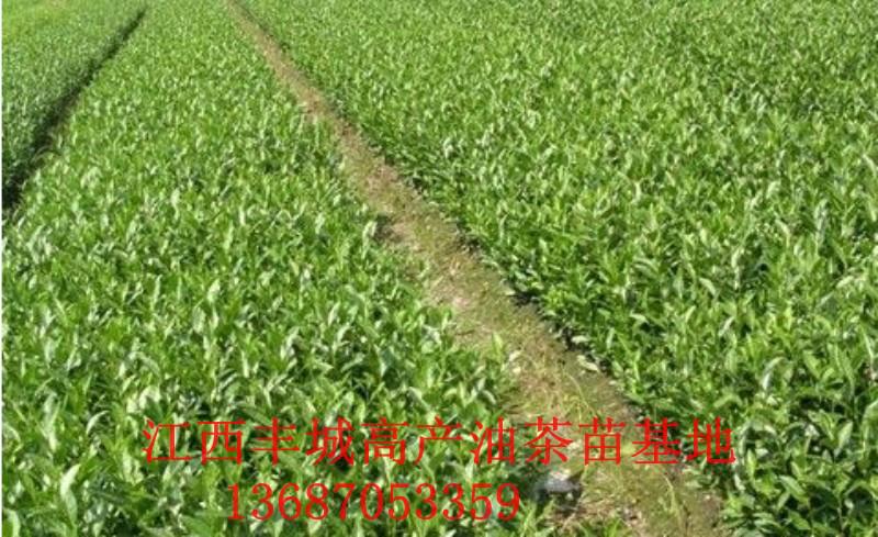 供应江西高产油茶苗的种植技术