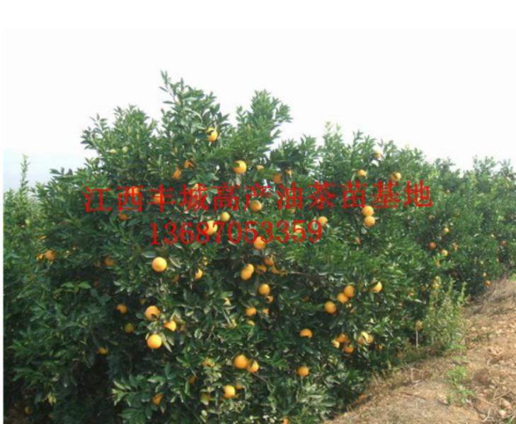 江西高产油茶苗的种植技术供应江西高产油茶苗的种植技术