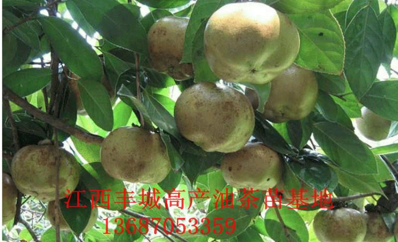 供应江西高产油茶树苗种植技术图片