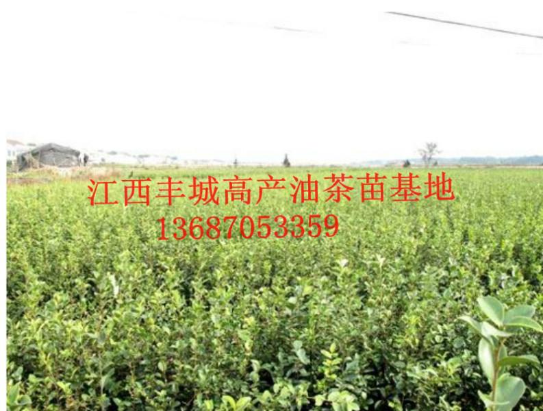江西最大的油茶苗种植基地供应江西最大的油茶苗种植基地