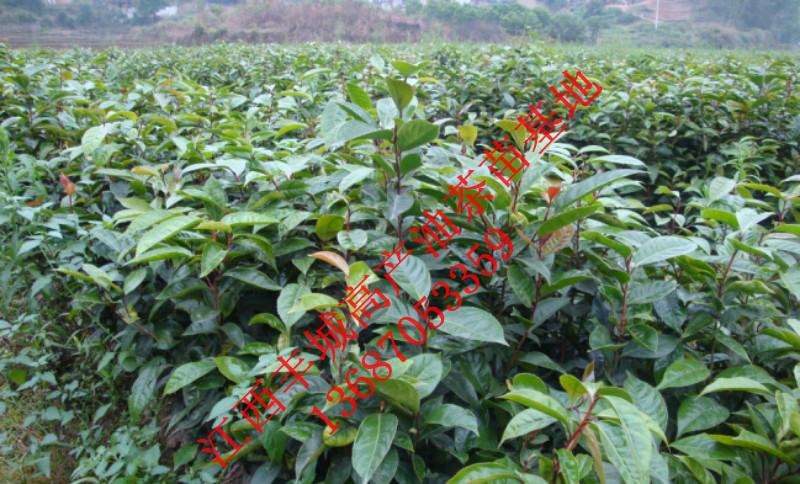 宜春市高产油茶苗的2013最新报价厂家