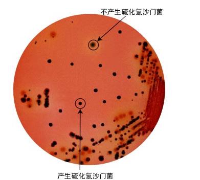 供应沙门氏菌用显色培养基