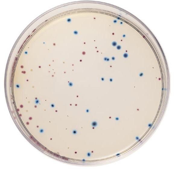 供应大肠杆菌大肠菌群用显色培养基