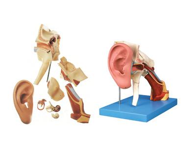 耳结构放大模型批发