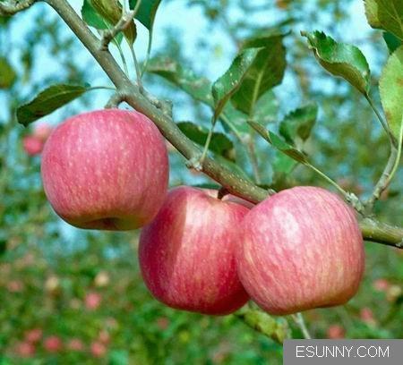陕西苹果65以上粉红女士苹果价格批发