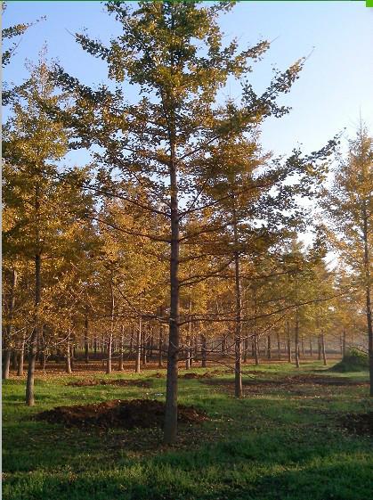 供应用于种植|银杏树绿化苗|银杏树批发的2016年银杏树绿化苗木图片