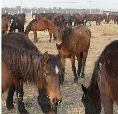 供应2013年良种马的市场行情 公    司: 山东省