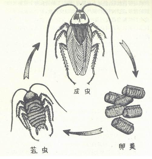 新密灭蟑螂方法/新密饭店灭蟑螂/新密家庭灭蟑螂/新密酒店灭蟑螂