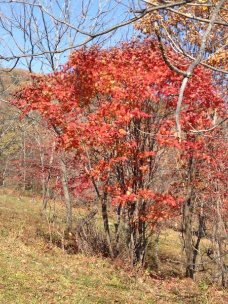 供应丛生九角枫拧筋槭蒙古栎辽宁桓仁和兴苗木丛生九角枫基地