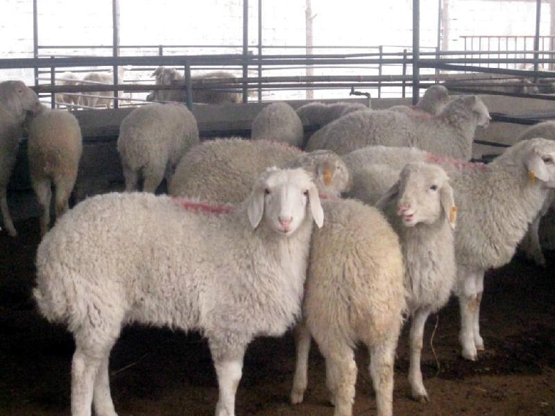 供应小尾寒羊的最新养殖技术养殖的利润